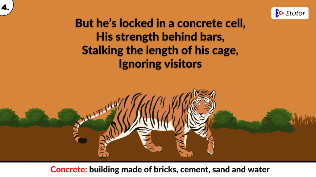 A tiger in the zoo stanza 4