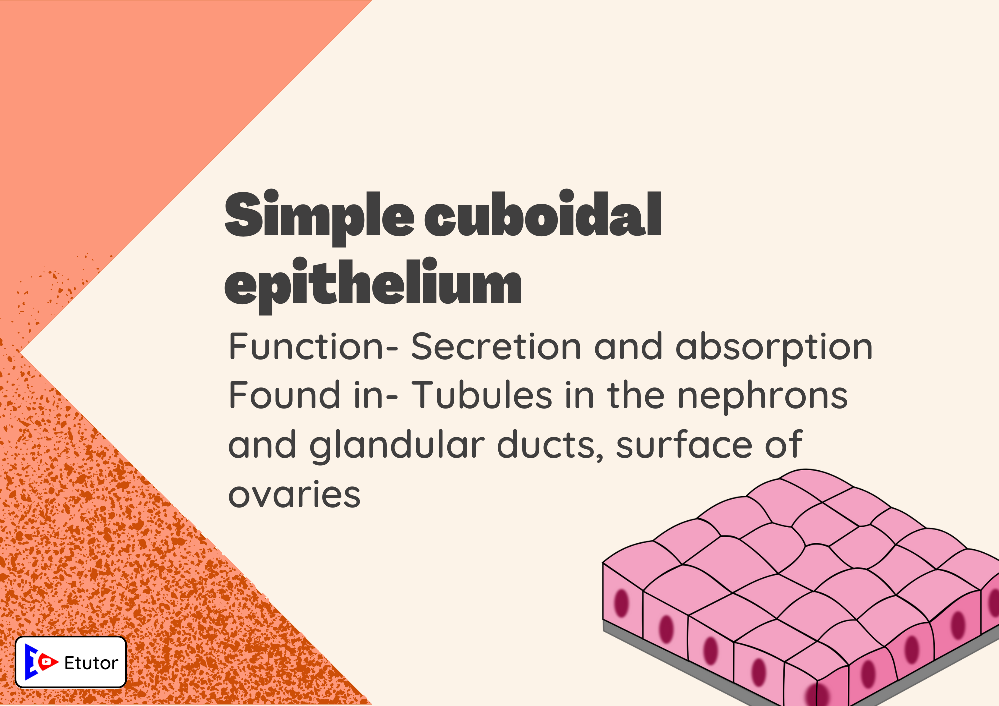 simple cubodial epthelim