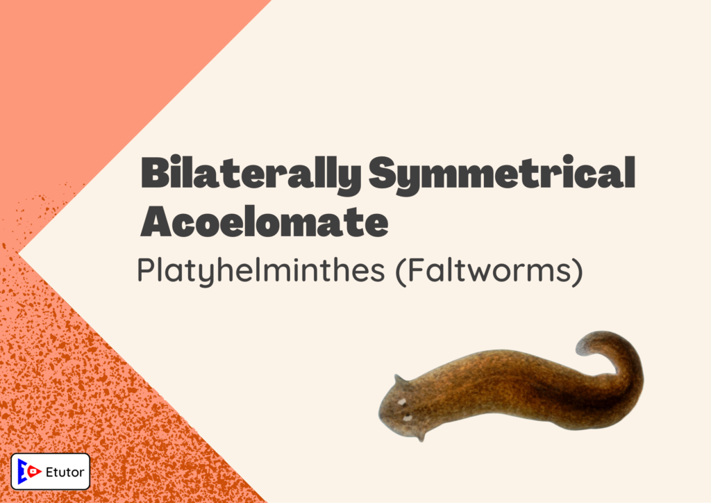 bilatreally symmetrical acoelomate