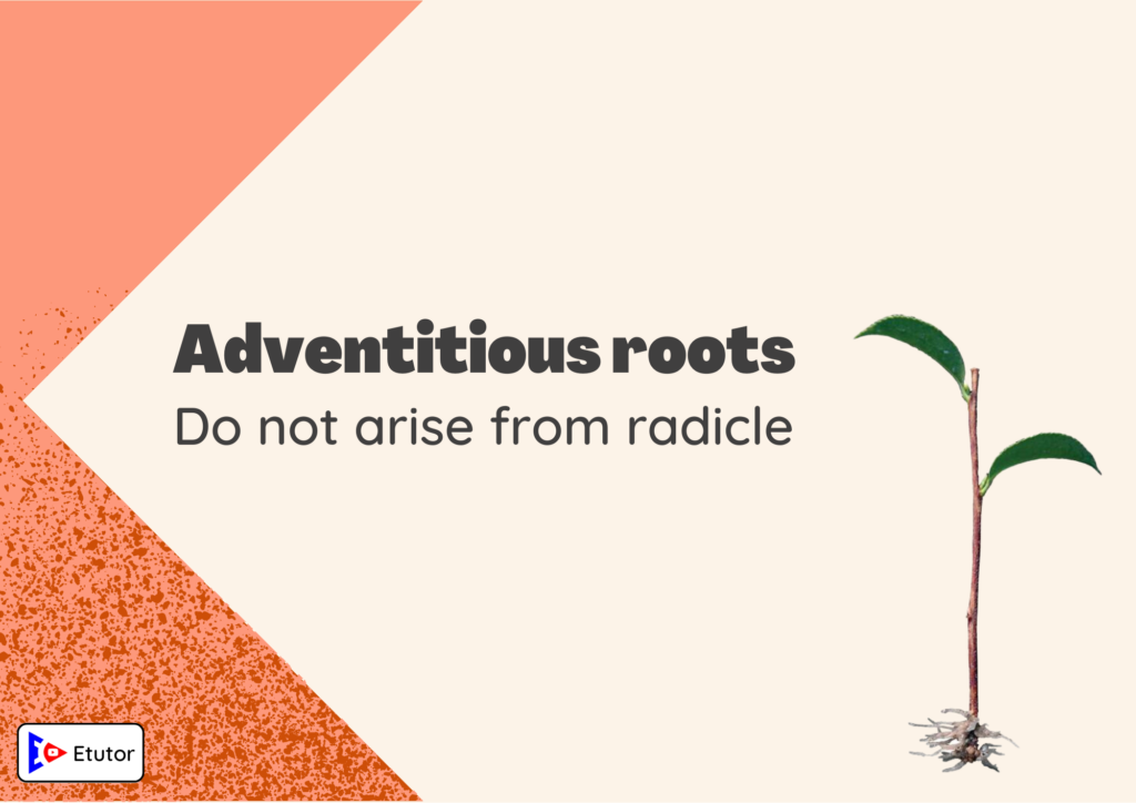 Adventitious roots