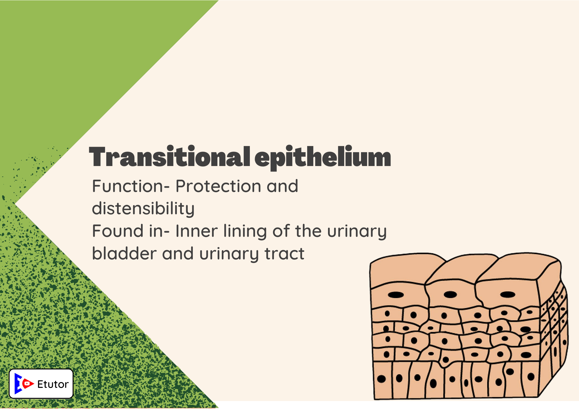 transitional epithelium