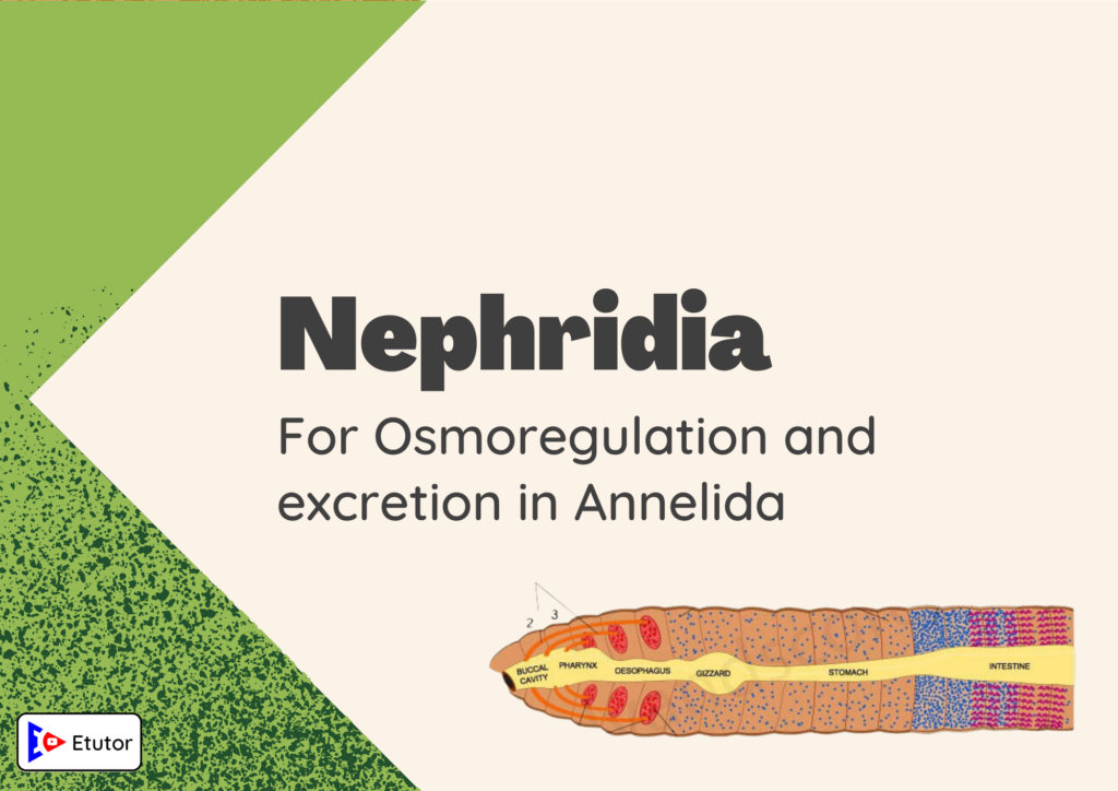 nephridia