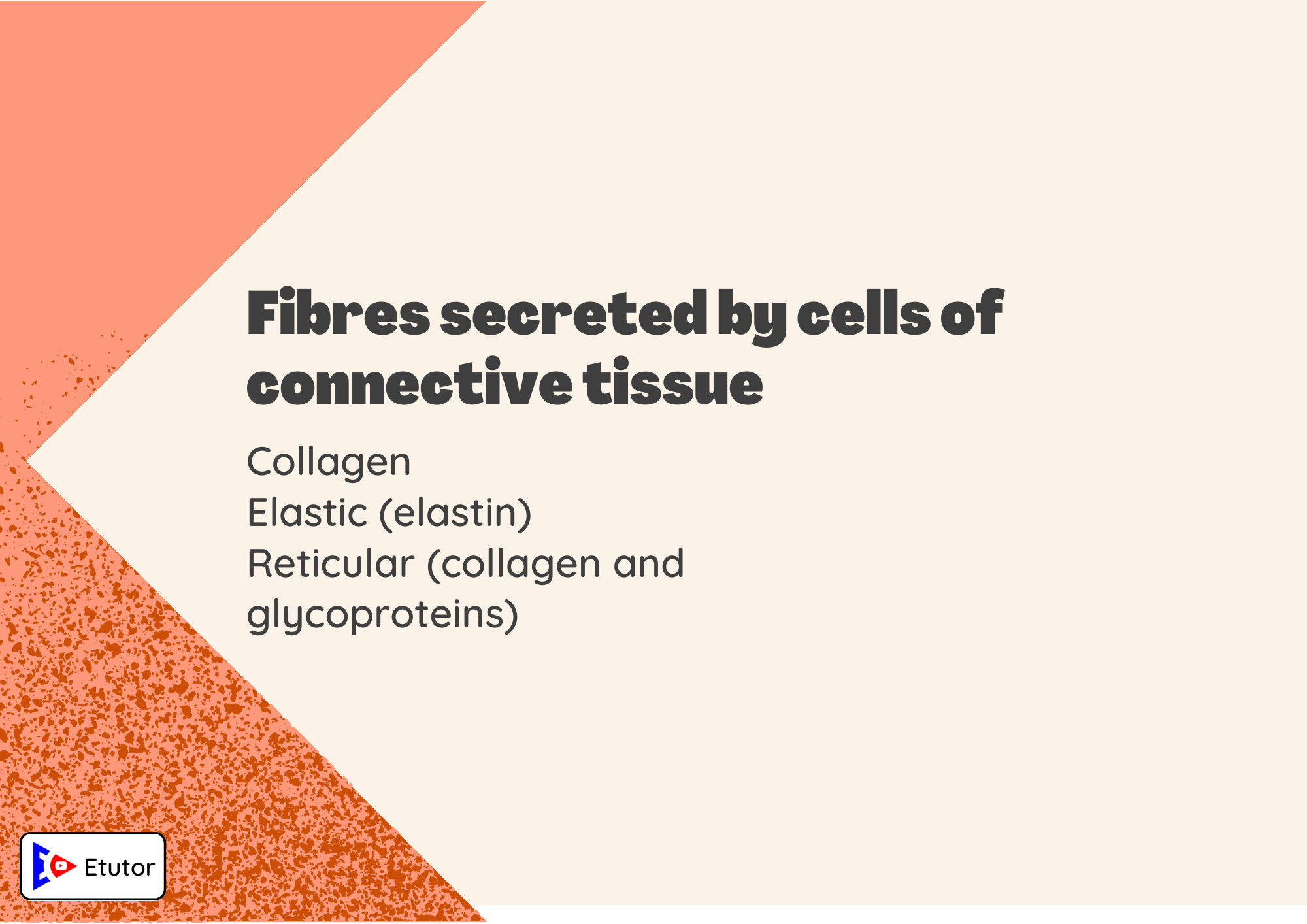 Fibers secreted by cells of connective tissue