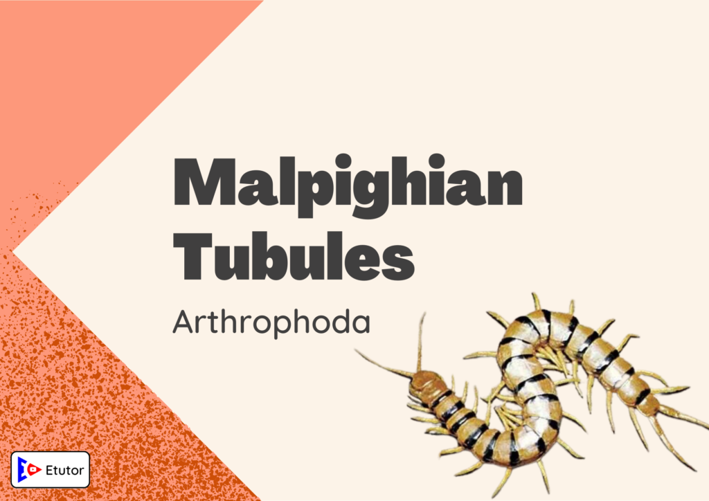 malpighian tubules