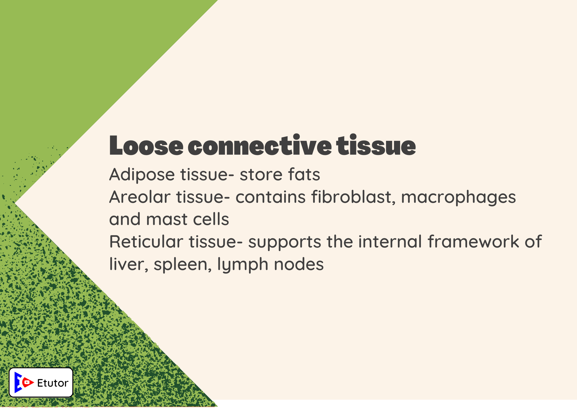 Loose connective tissues