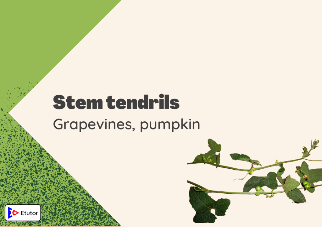 Stem trendrills