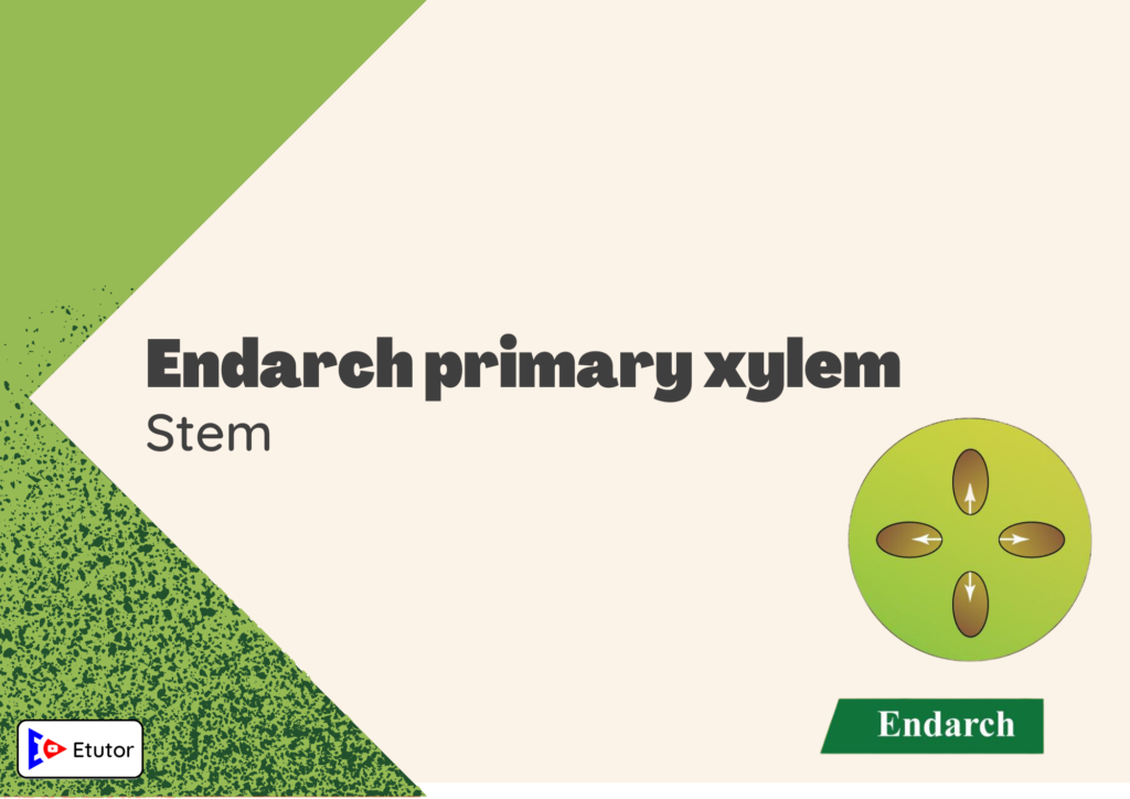 endarch primary xylem