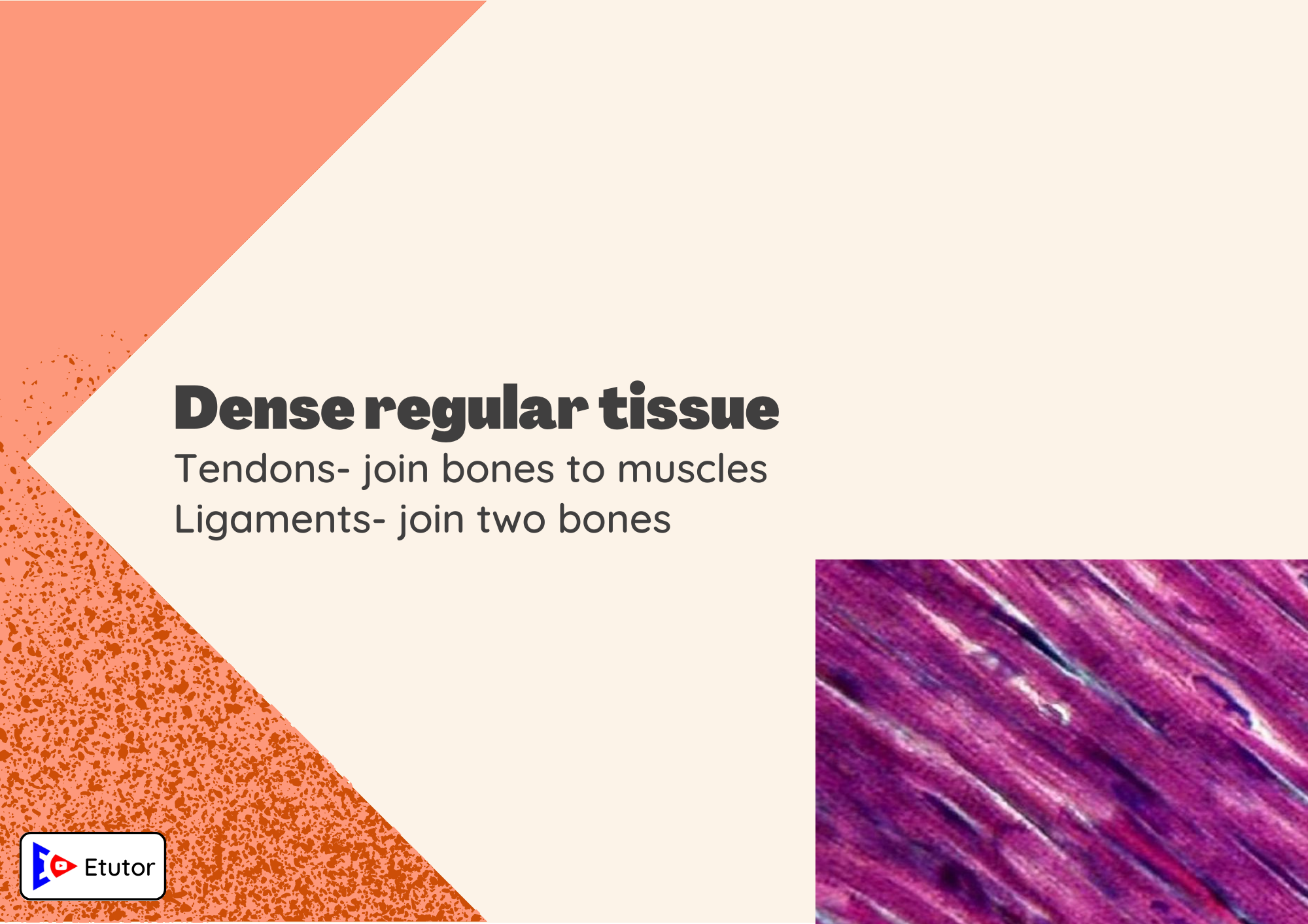 Dense regular tissues