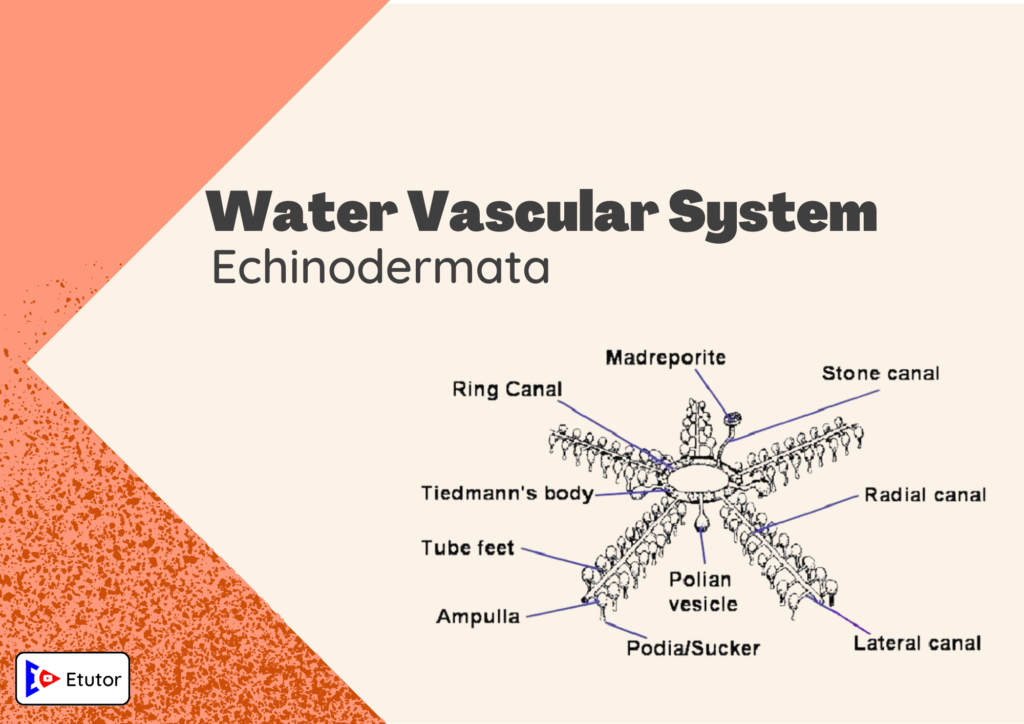 watervascular system