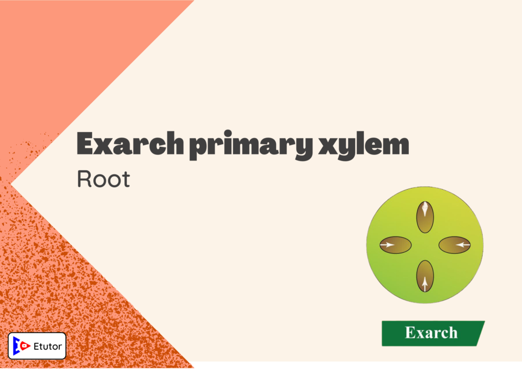 exarch primary xylem