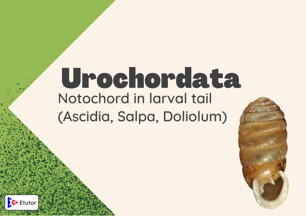 urochordata