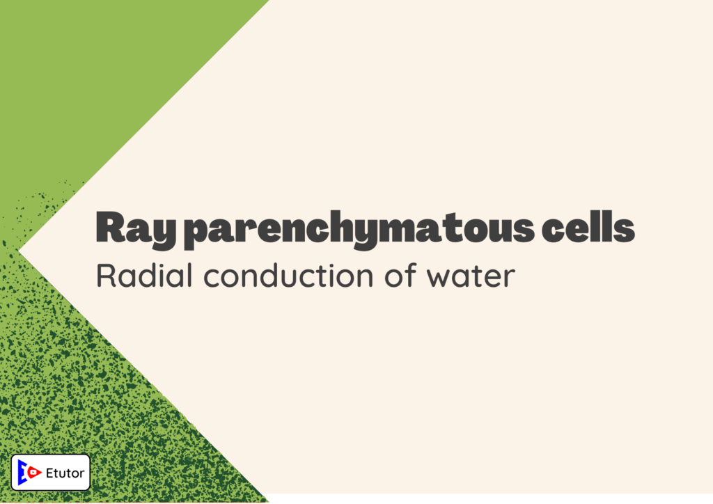 ray parechymatous cells