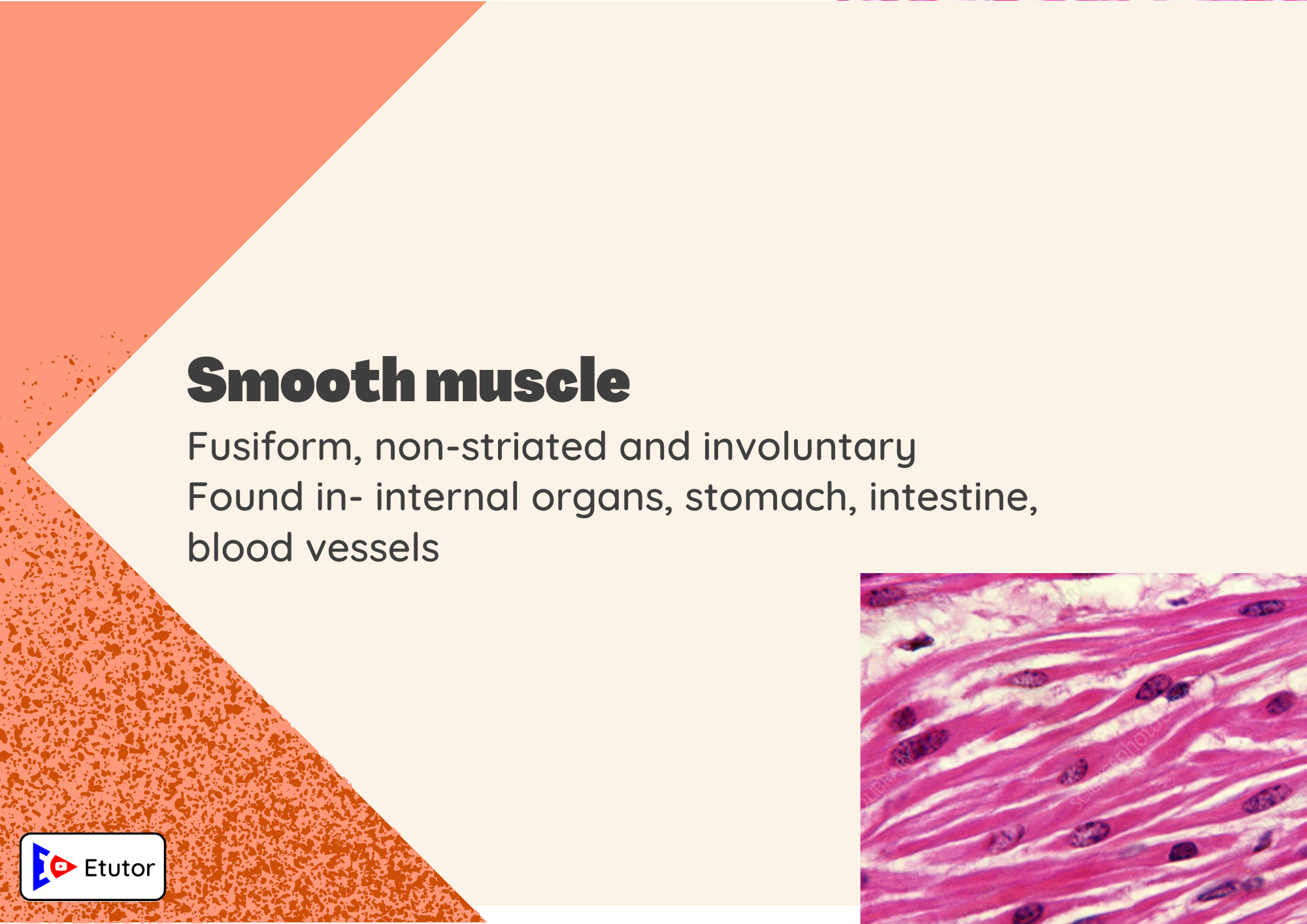 smooth muscle 