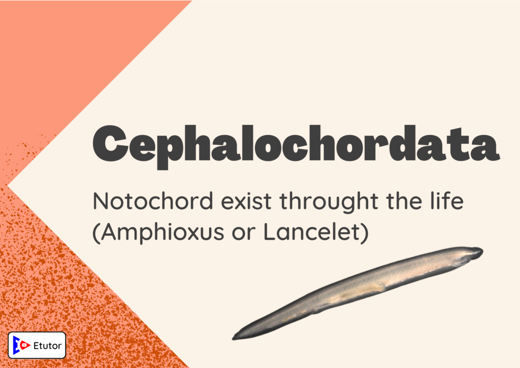 cephalochordata