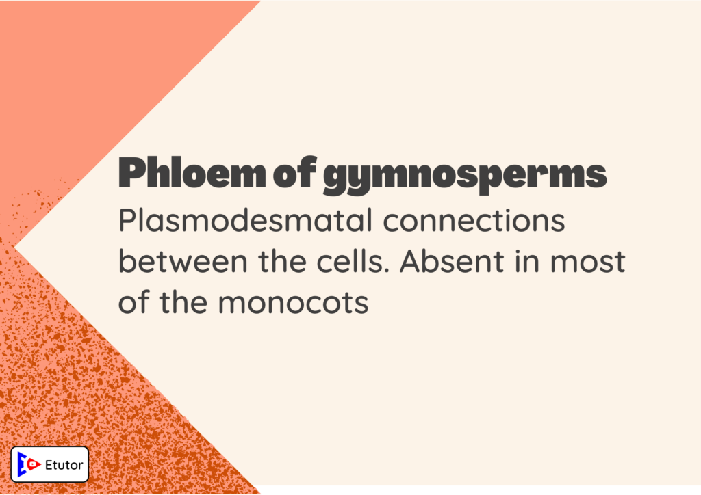 phloem of gymnosperms