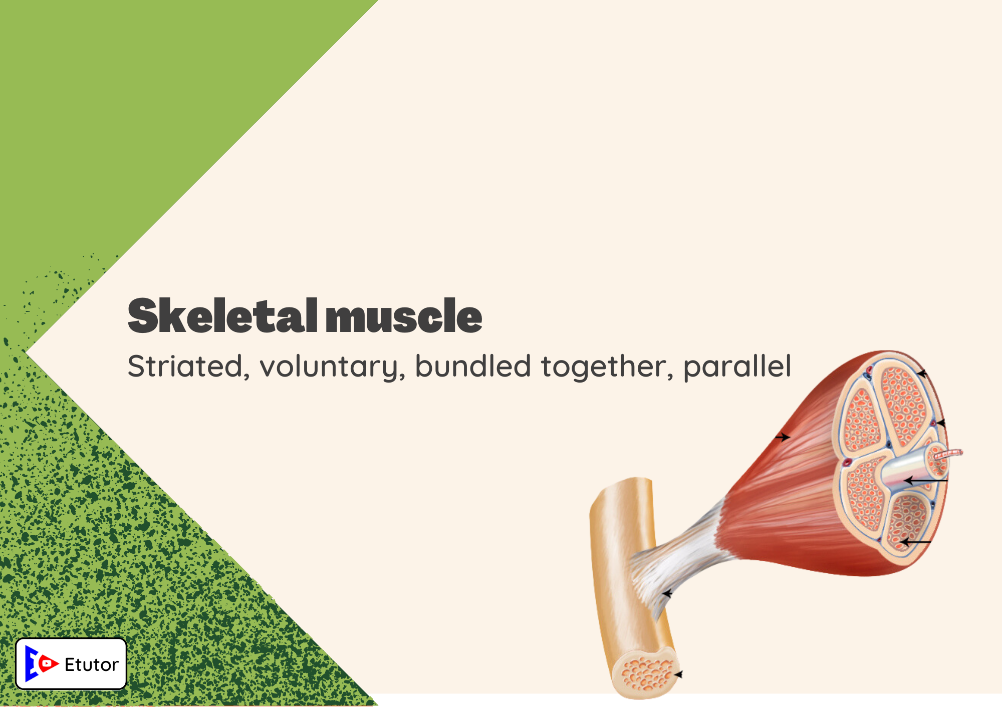 skeletal muscle