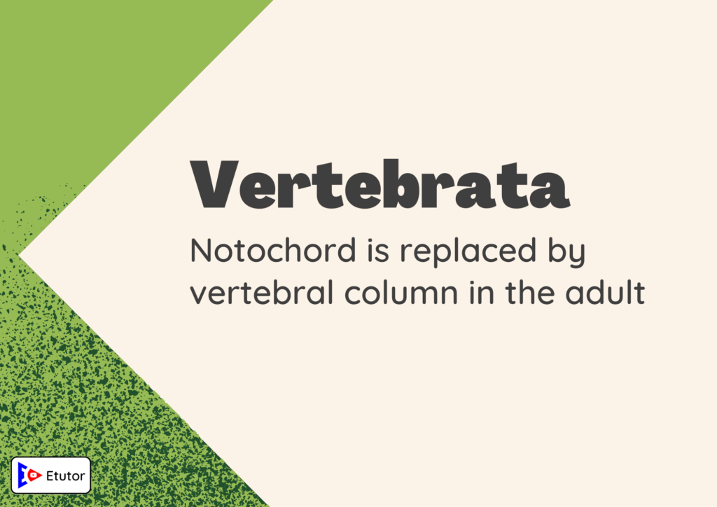 vertebrata