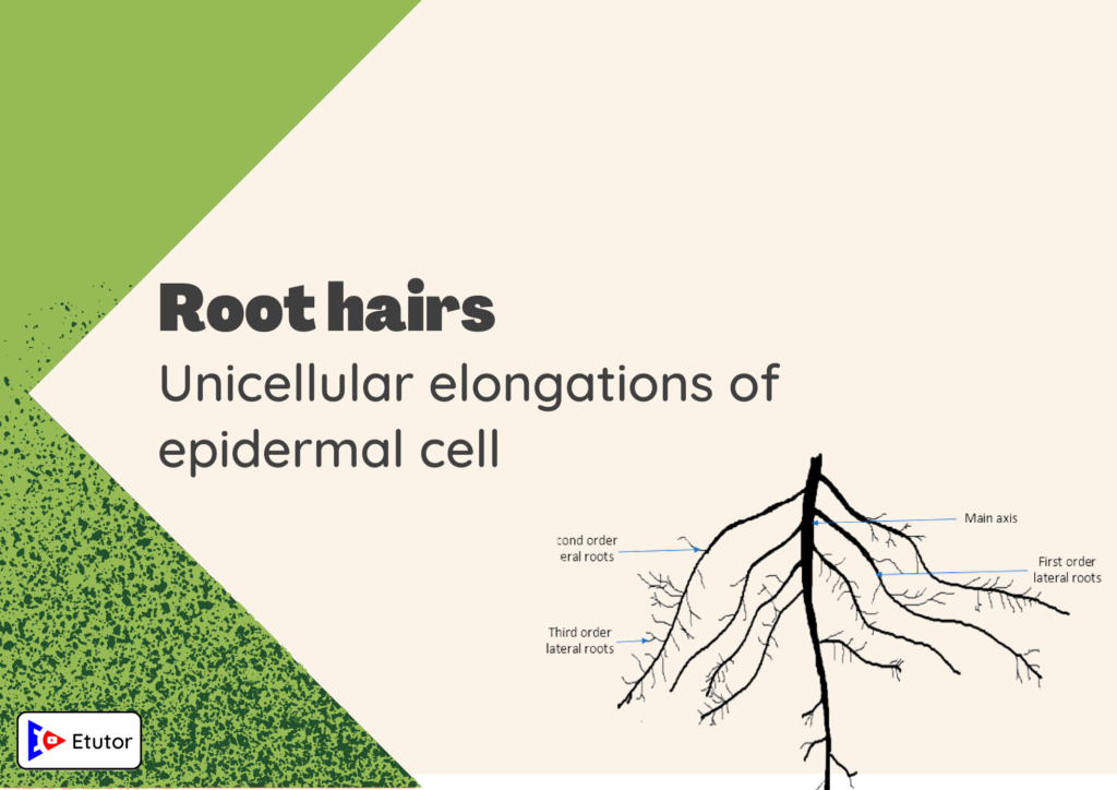 root hairs