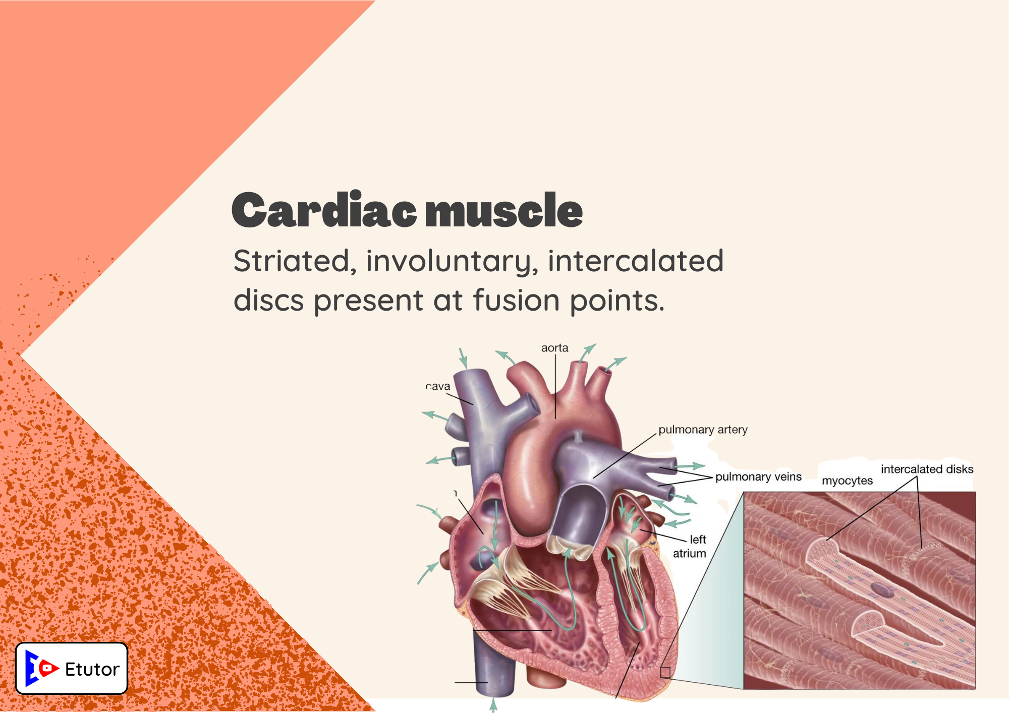 cardiac muscle