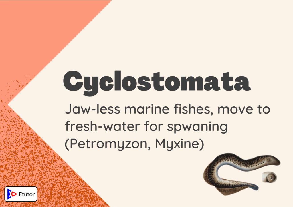 cyclostomata