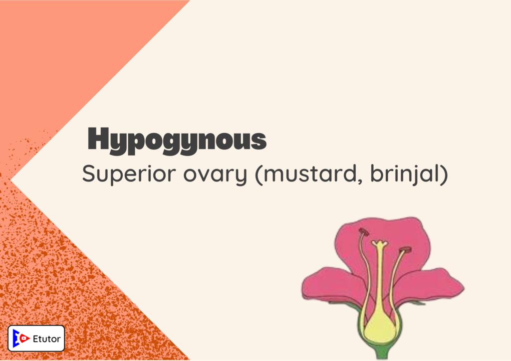 hypogynous