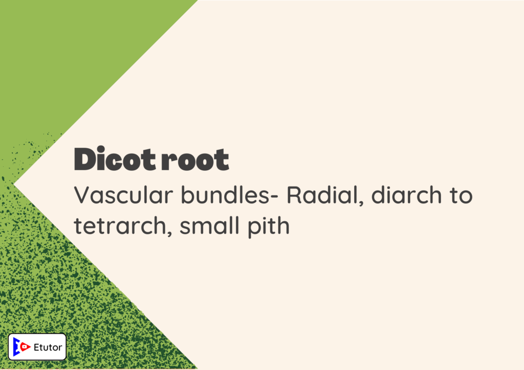 dicot root