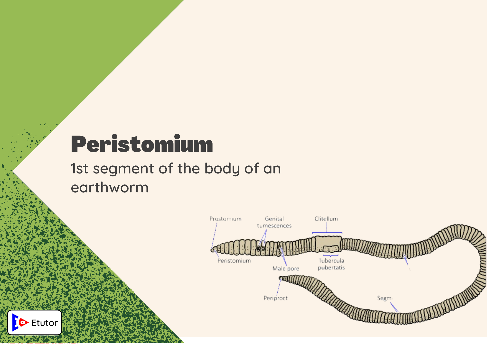 peristomium