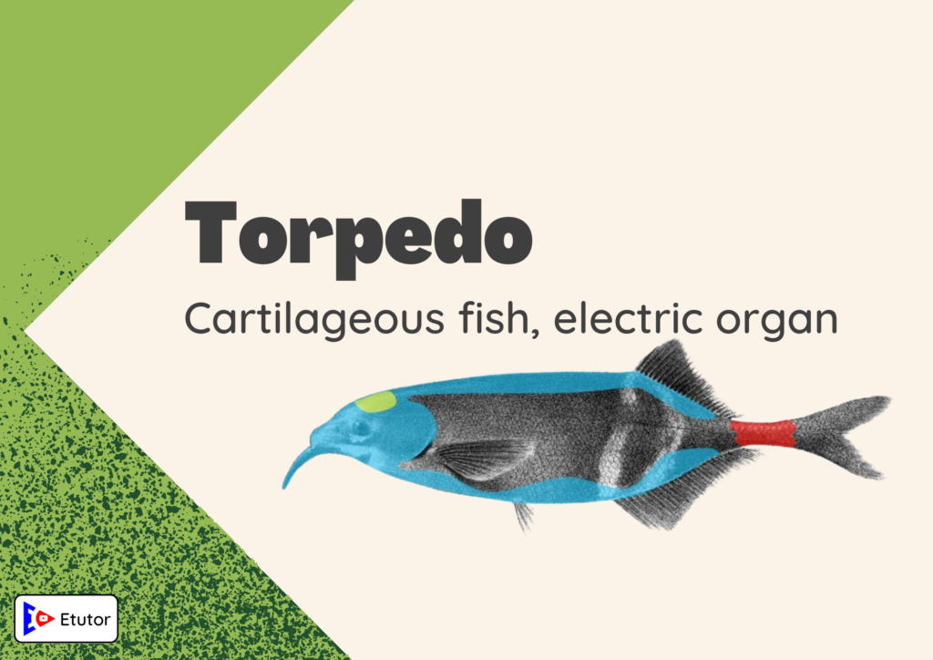 Torpedo