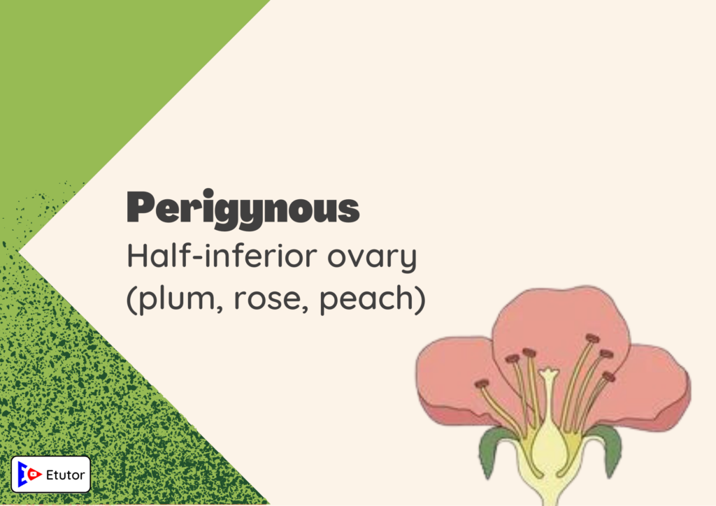 Perigynous