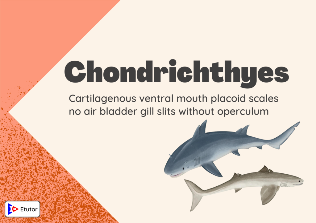 Chondrichthyes