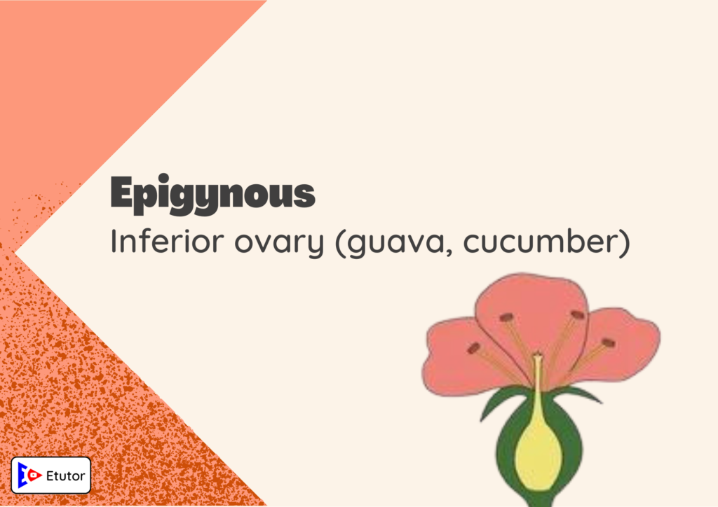 Epigynous