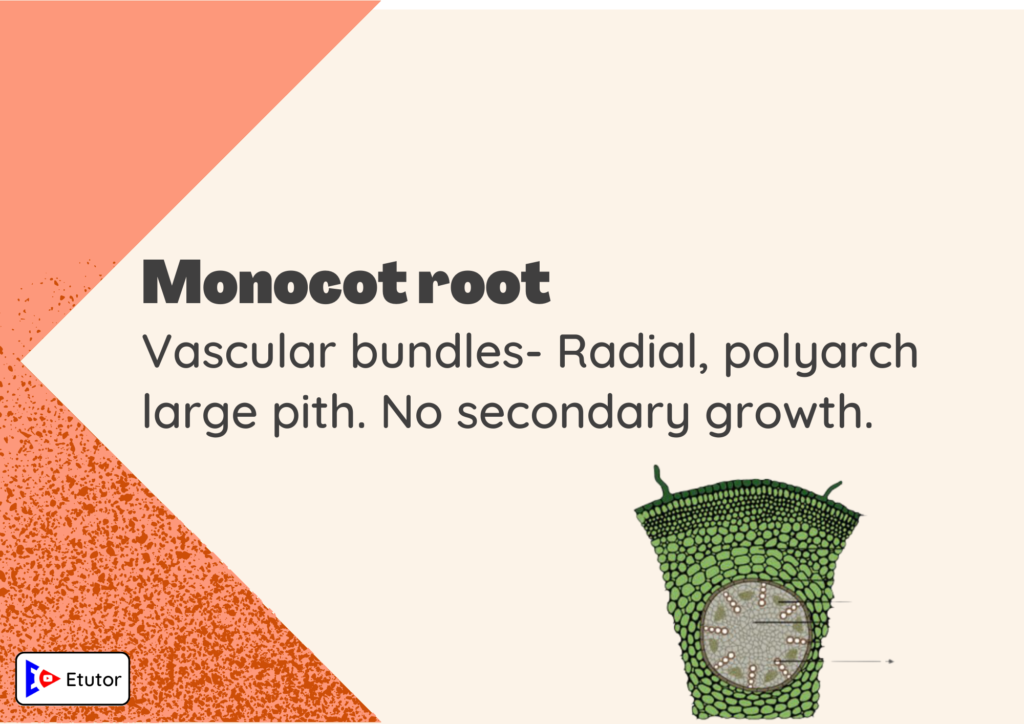 monocot root