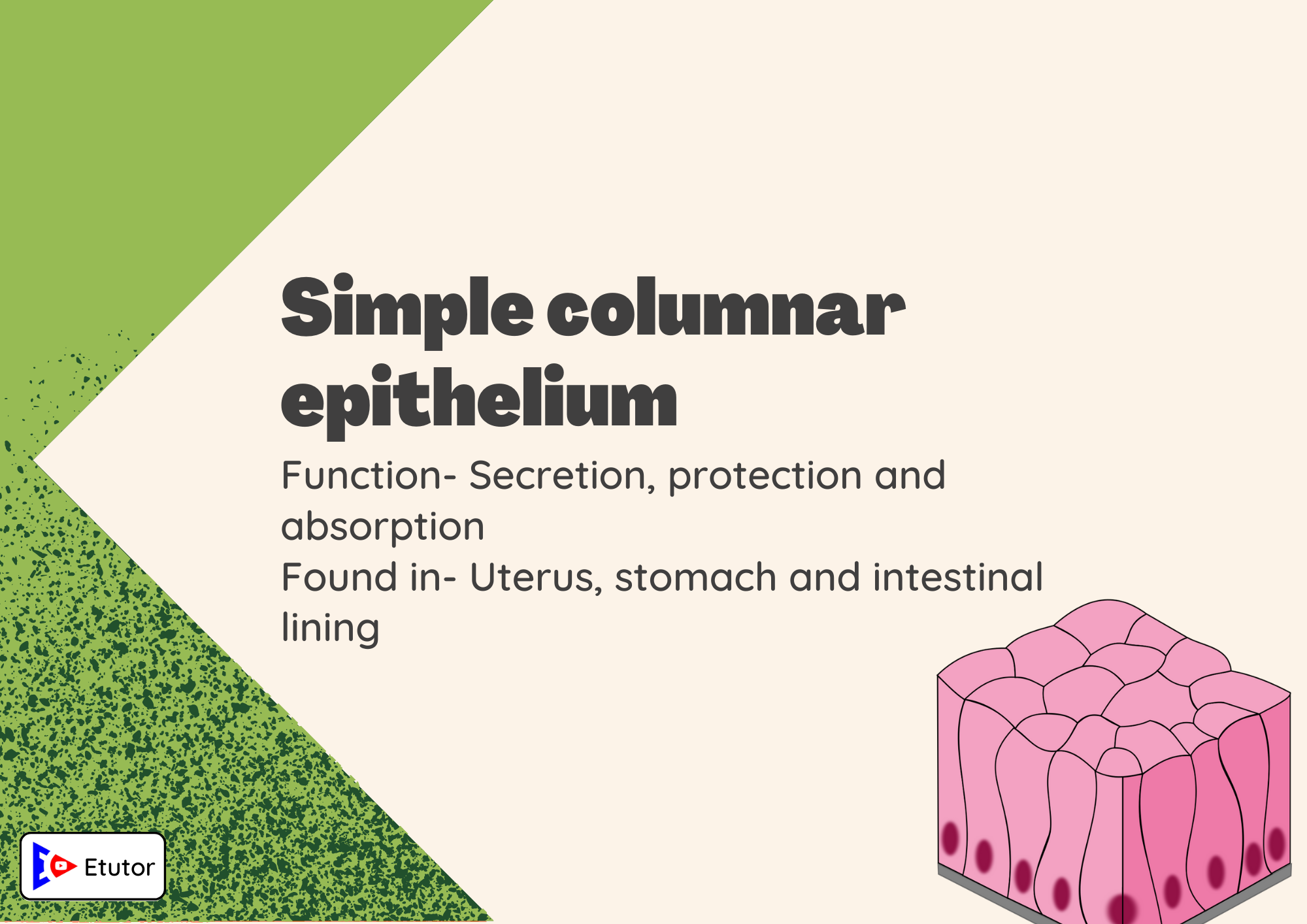 simple columnar epithelium