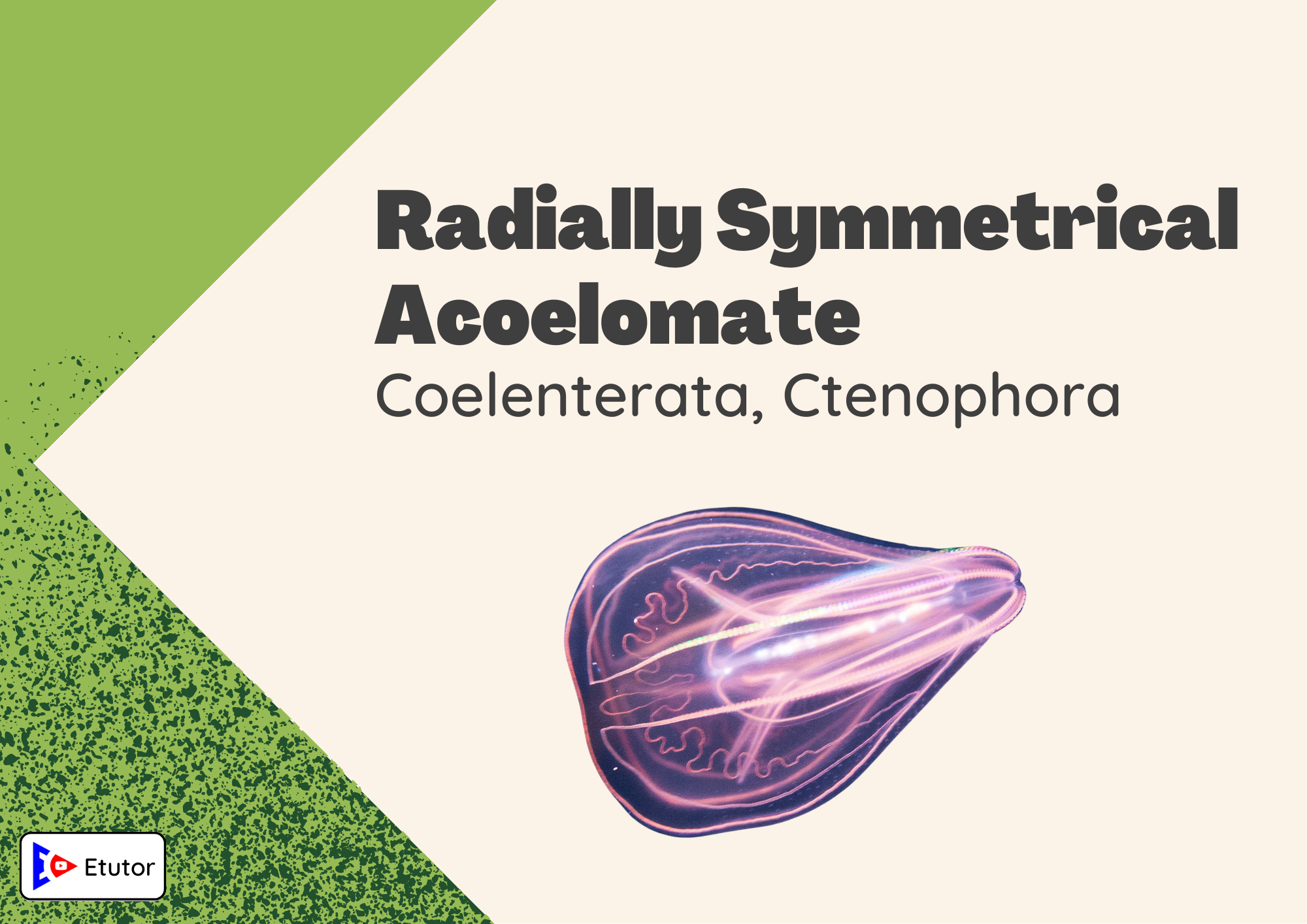 radially symmetrical acoelomate