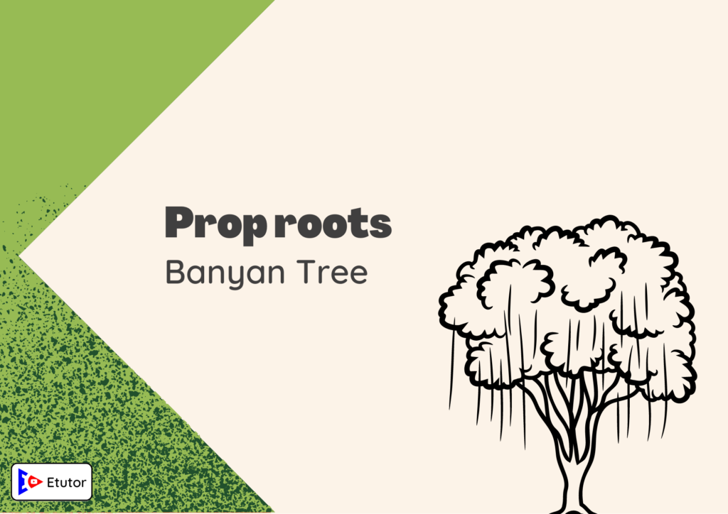 prop roots banyan tree