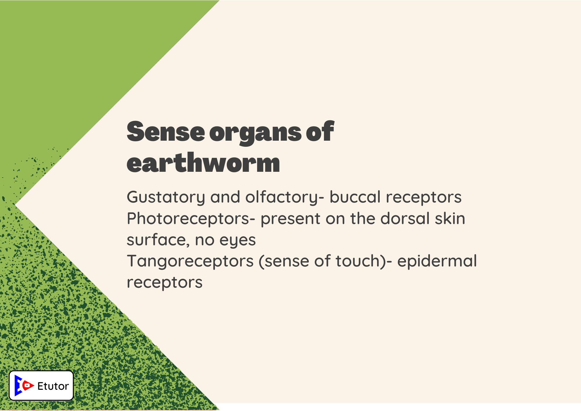 Sense organs of earthworm