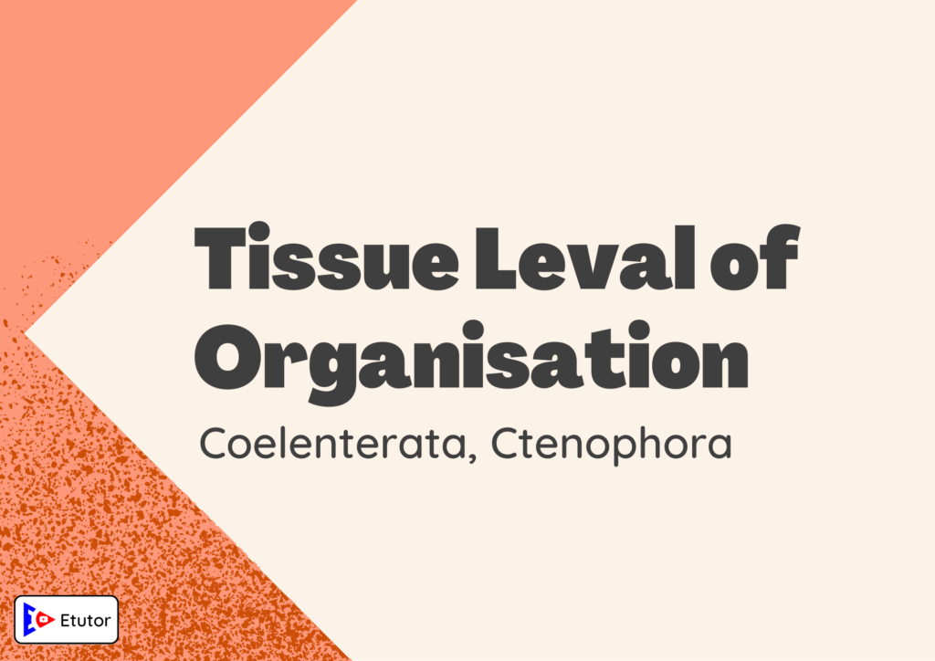 Tissue leval of organisation