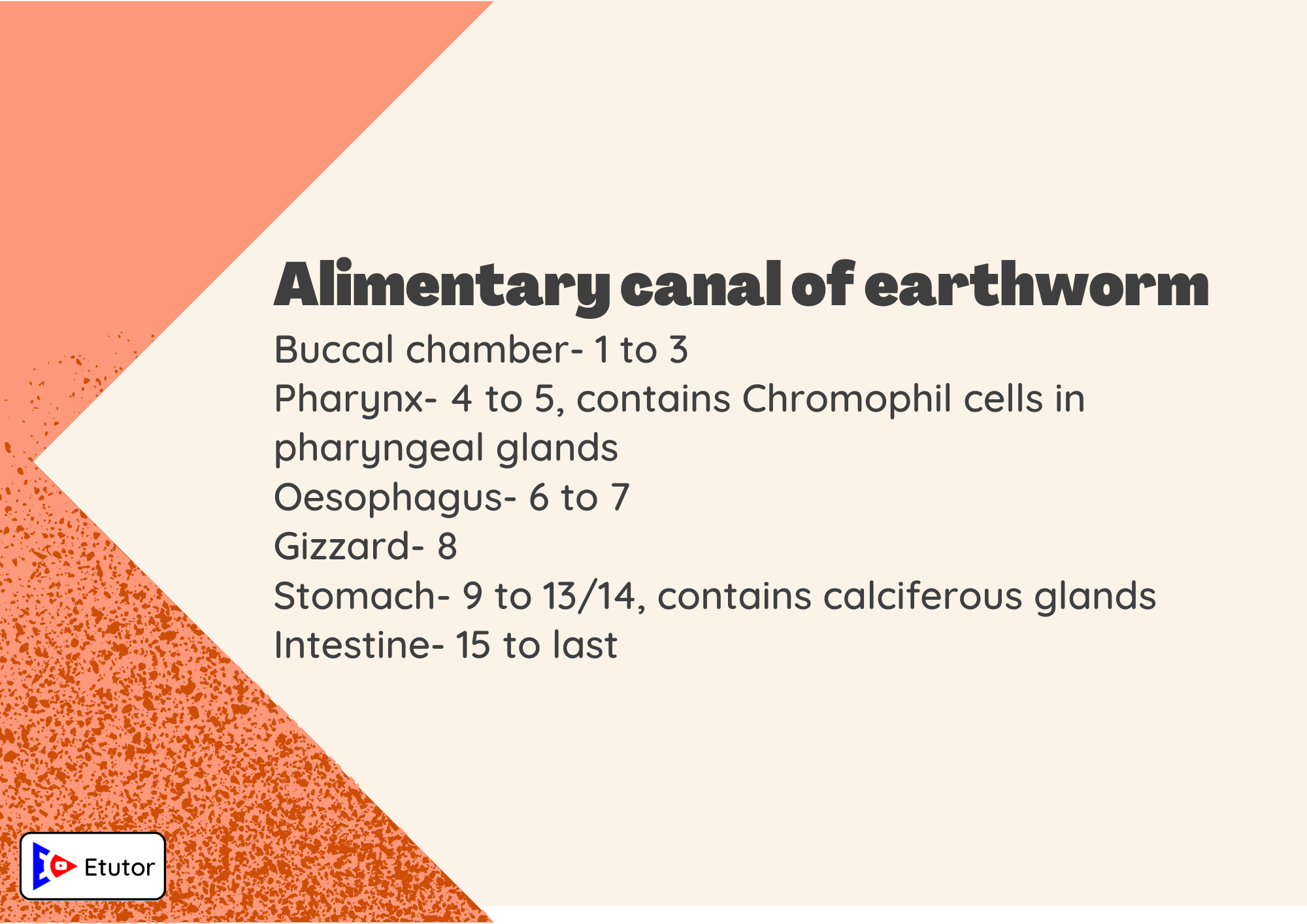 alimentr canal of earthworm