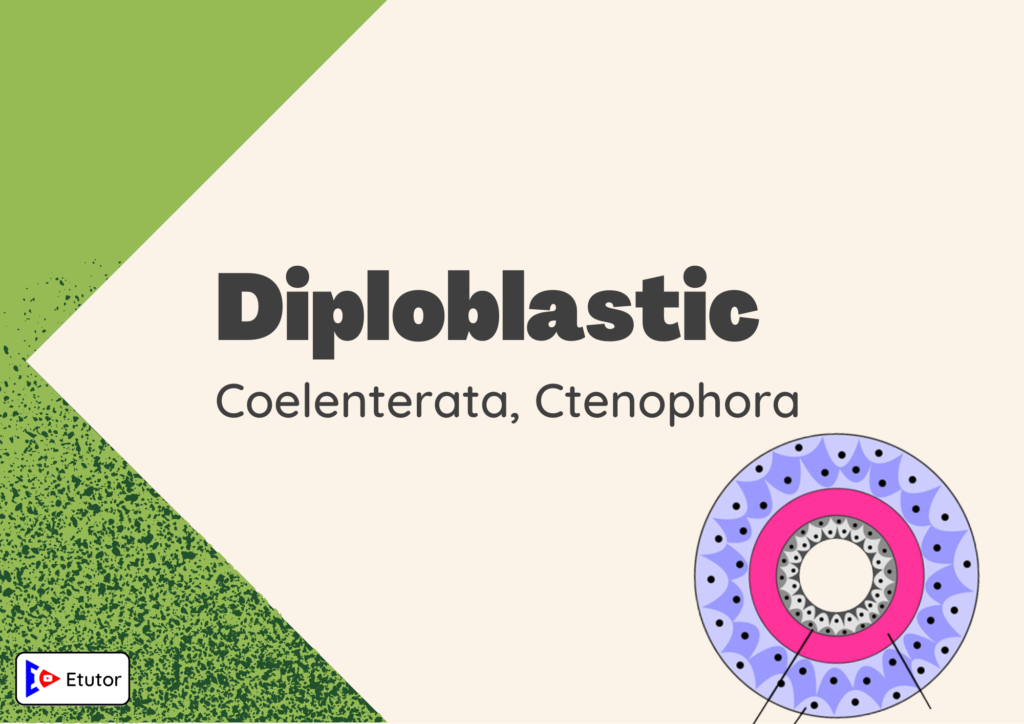 Diploblastc 