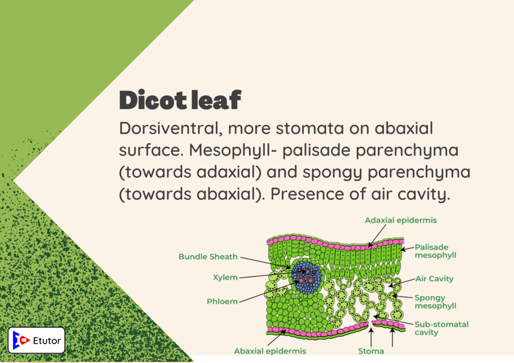 dicot leaf