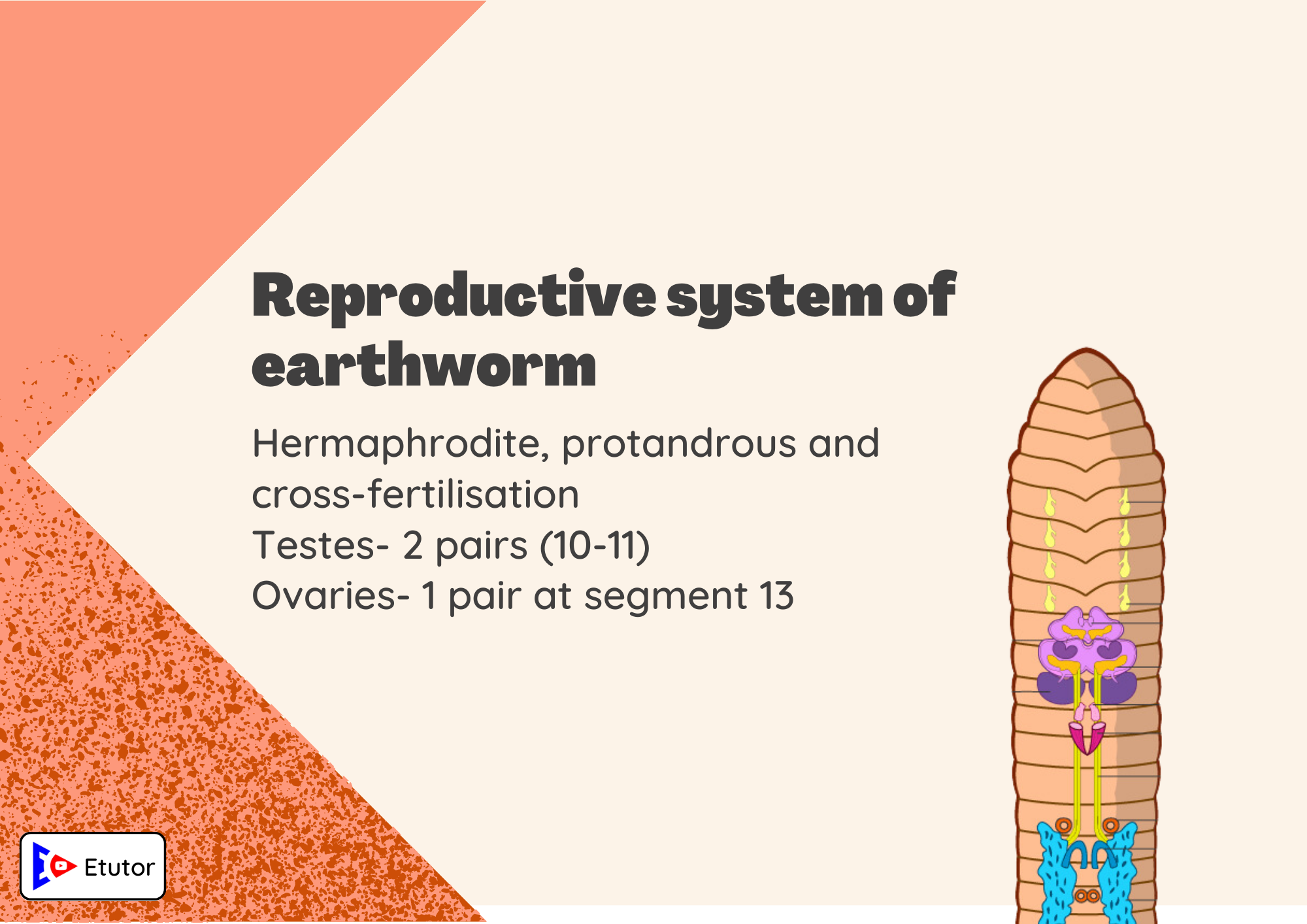 reproductive system of earthworm