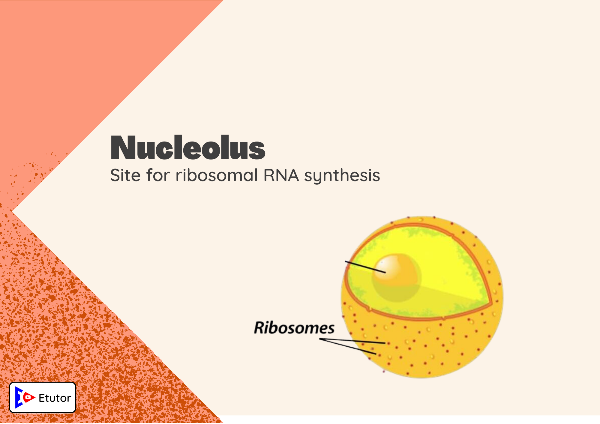 Necleolus