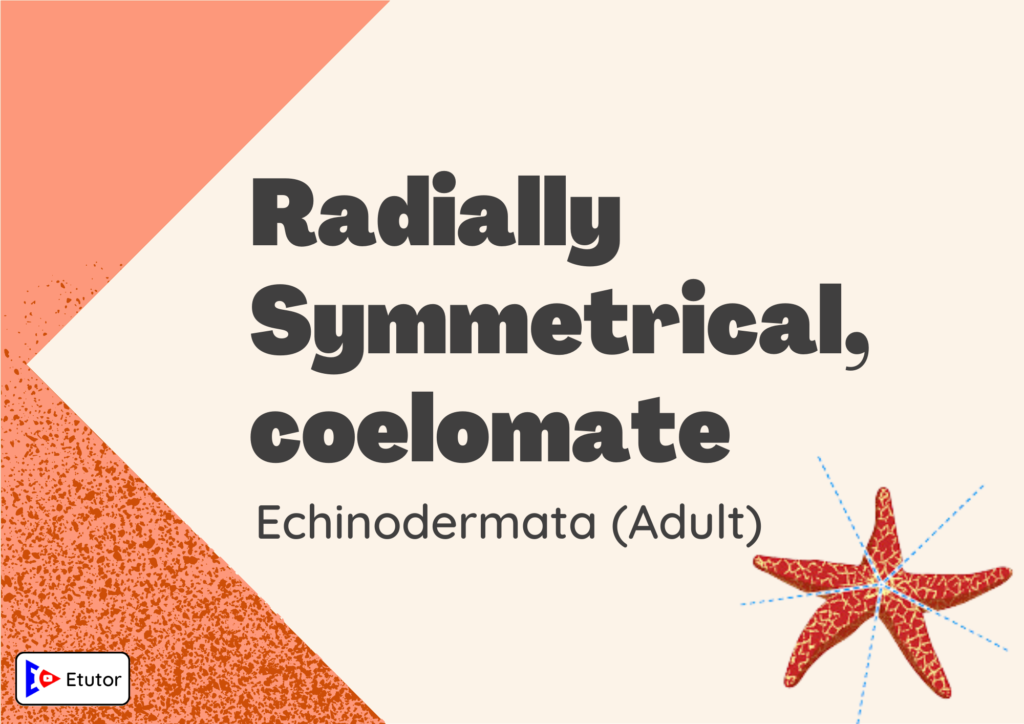 radially symmetrical coelomate