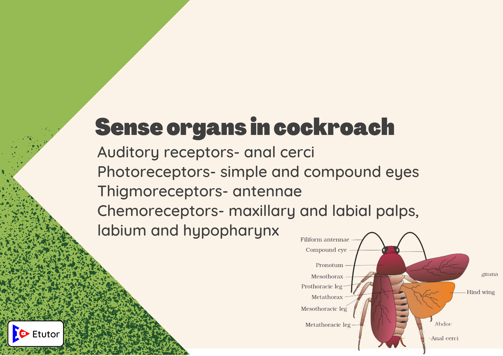 sense organ in cackroach