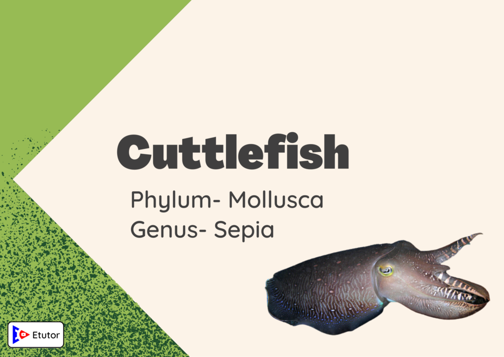 cuttlefish