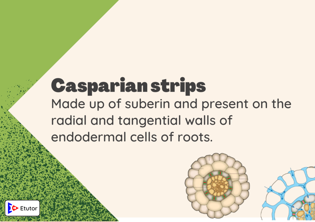 casparian strips