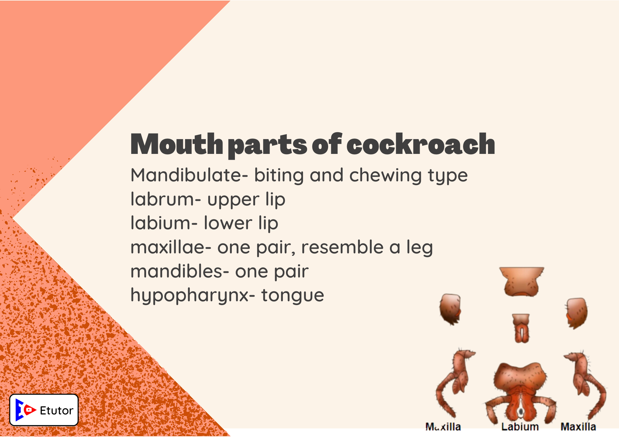 mouth parts of cackroach 