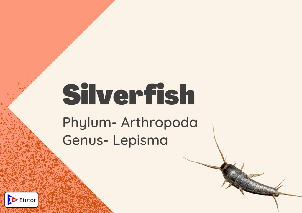 silverfish