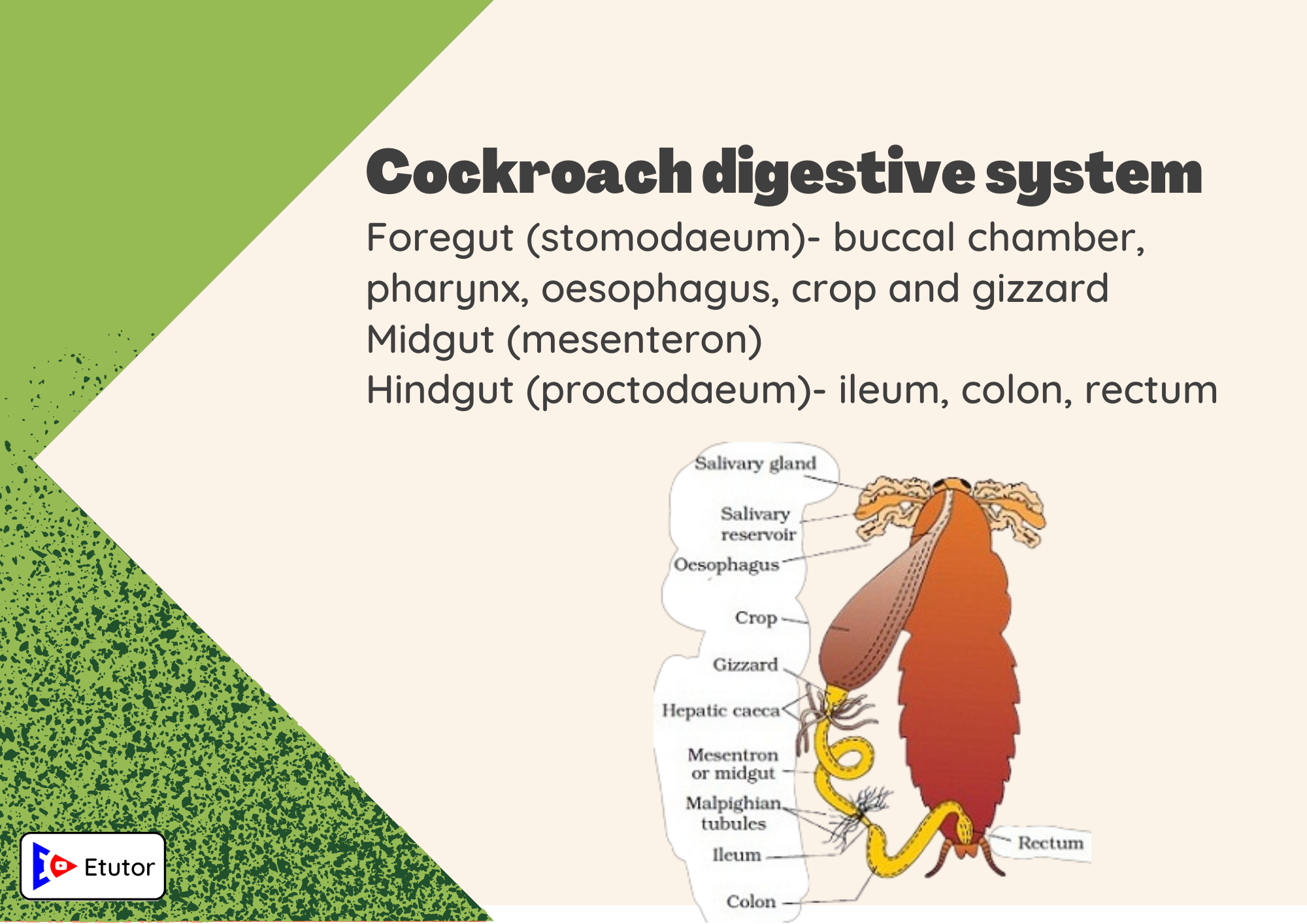 cackroach digestive system