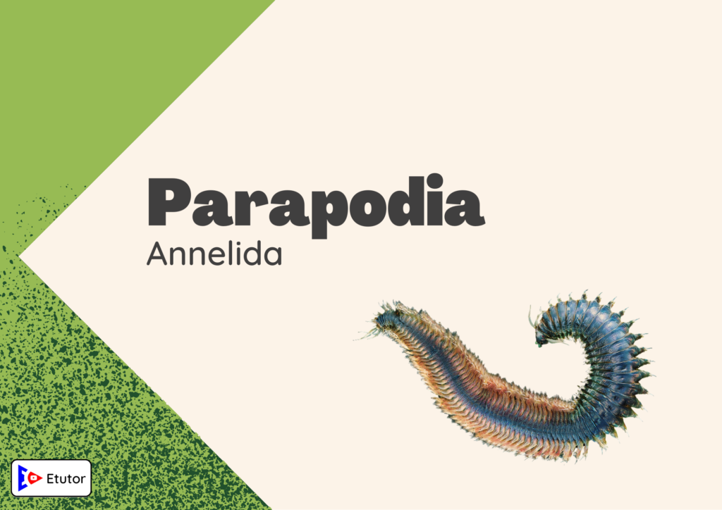 parapodia